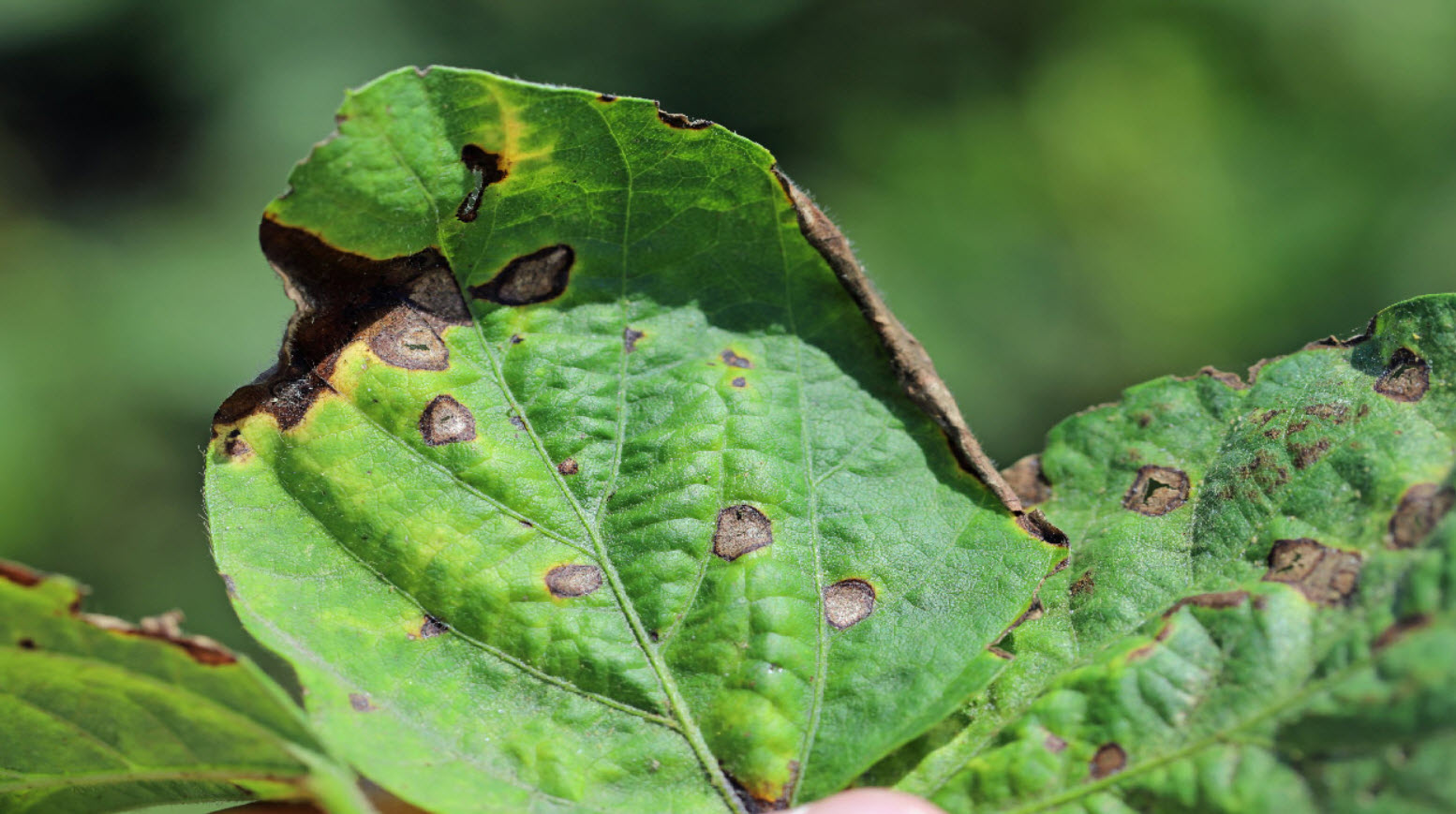 Plant Disease Detection Using Deep Learning | 999 Projects